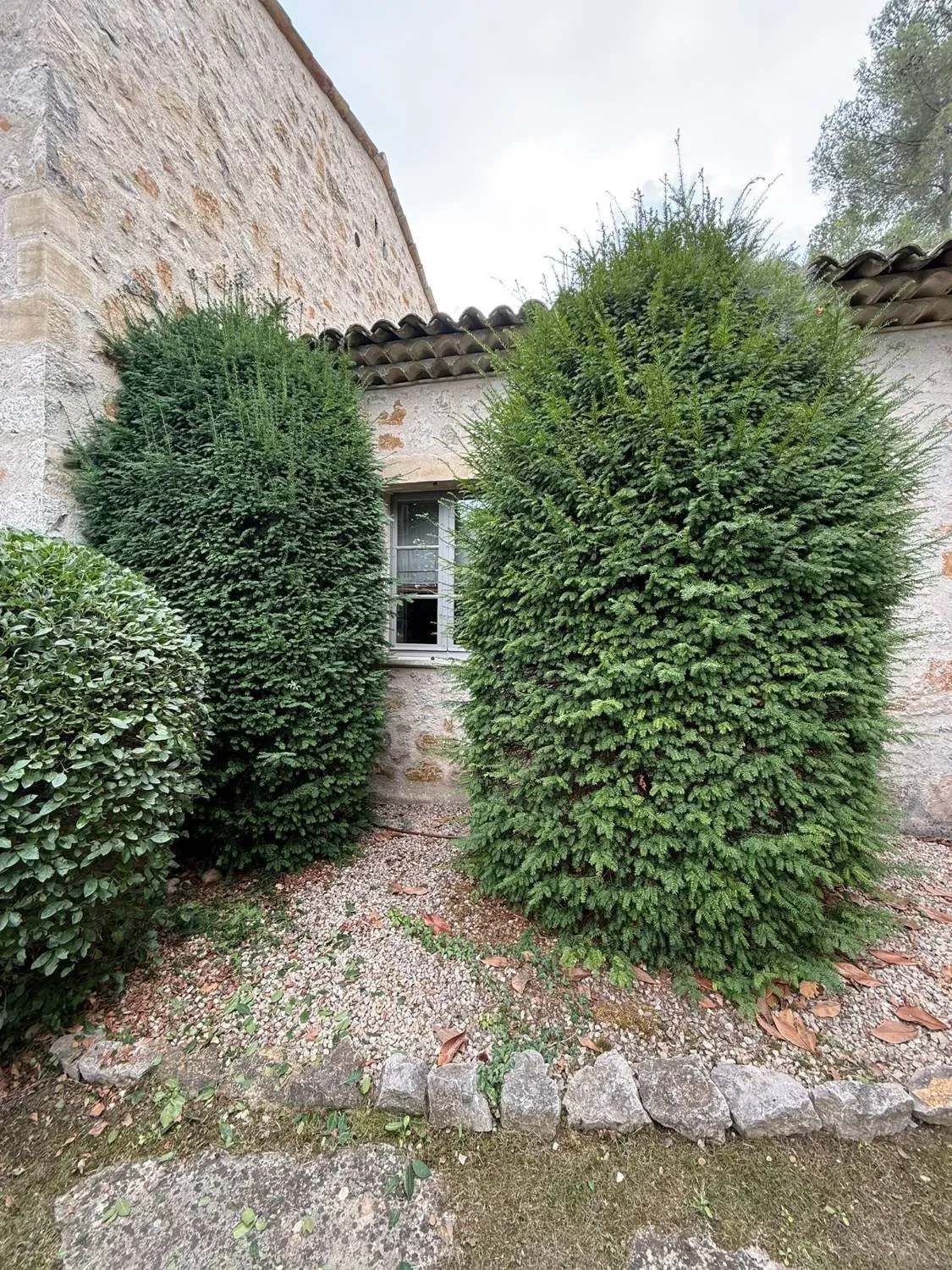 Deux grands ifs ébouriffés qui débordent devant la fenêtre d'un mas en pierre, avant la taille